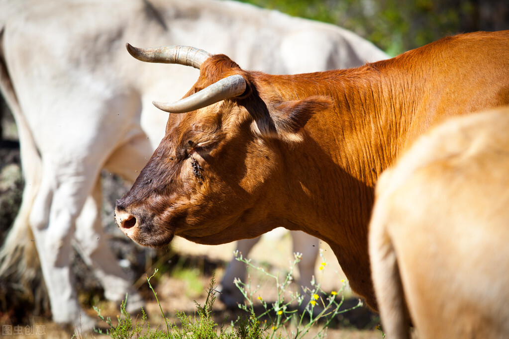 奶牛病毒性腹泻的防治方法,奶牛腹泻怎么回事