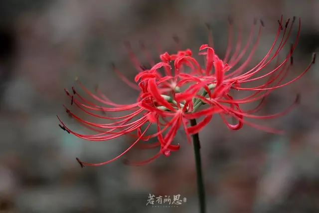 做一些无用的事。手把手教你画几朵花，够你打发一下午时间