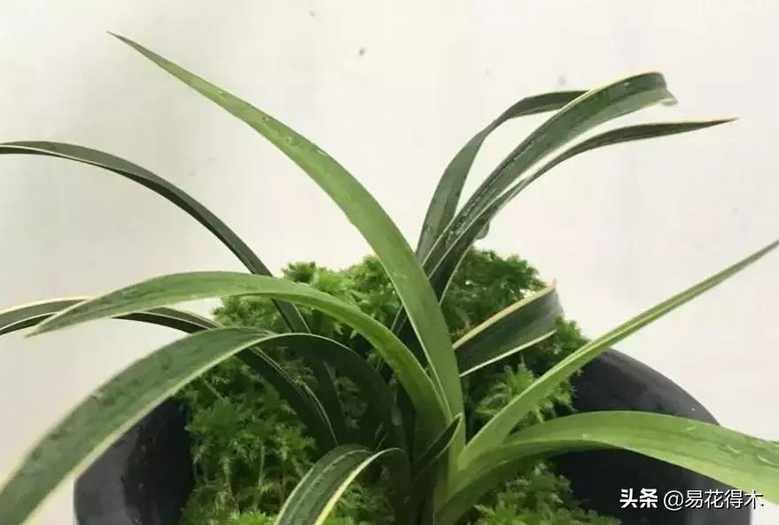 春兰大富贵春剑大富贵区别,春兰大富贵vs春剑大富贵