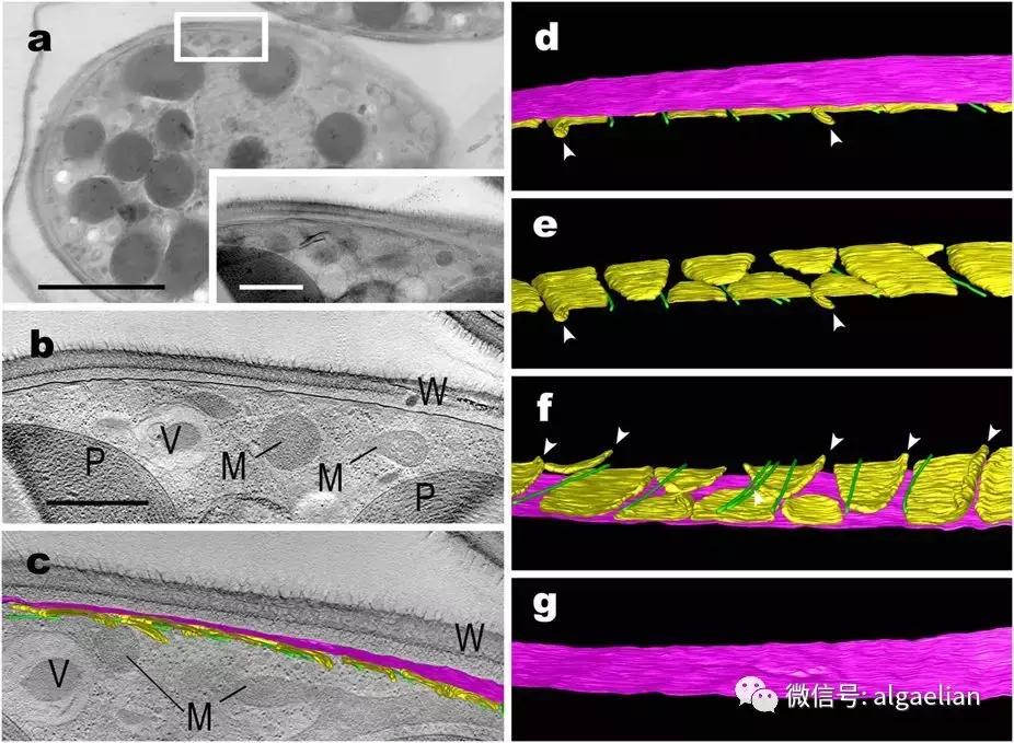 什么样的植物会有叶绿体,植物是如何拥有叶绿体