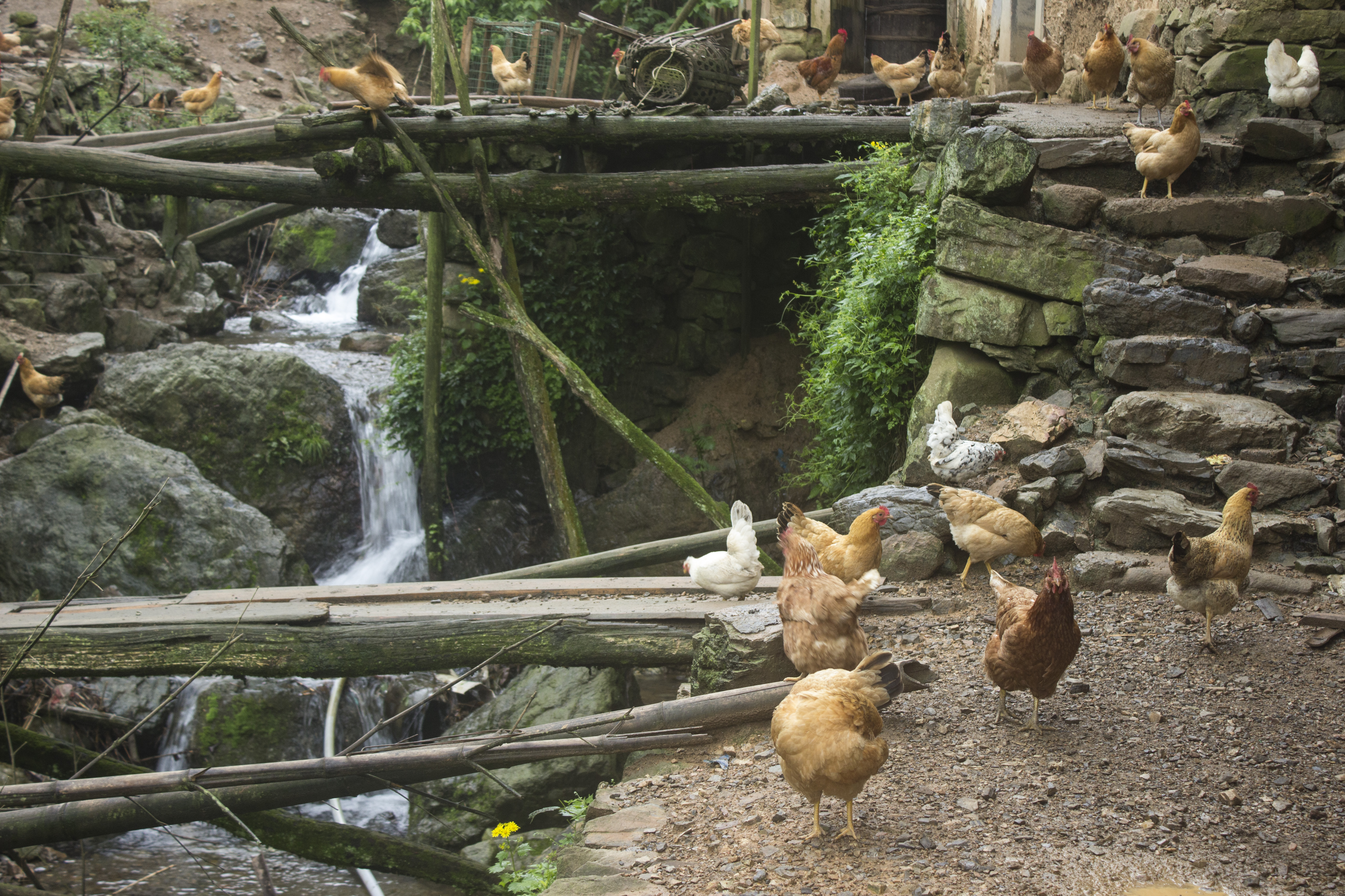 土鸡养殖技术一年挣多少钱,土鸡怎么养殖最赚钱