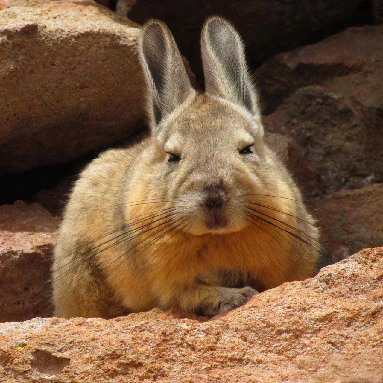 龙猫的亲人视频,龙猫的亲戚
