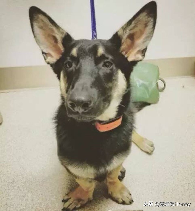 盘点柯基的混血狗,柯基小短腿混血