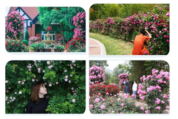 五一不能错过的花海,五一不能错过的美丽花海