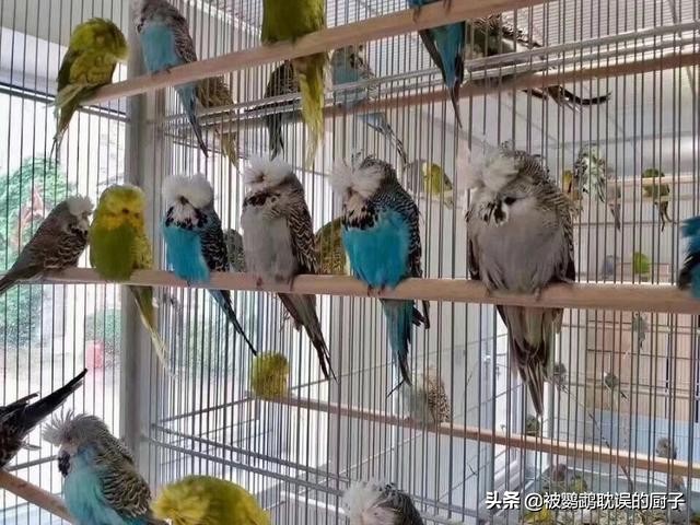 大头鹦鹉和虎皮鹦鹉哪个价格高,大头虎皮鹦鹉多少钱