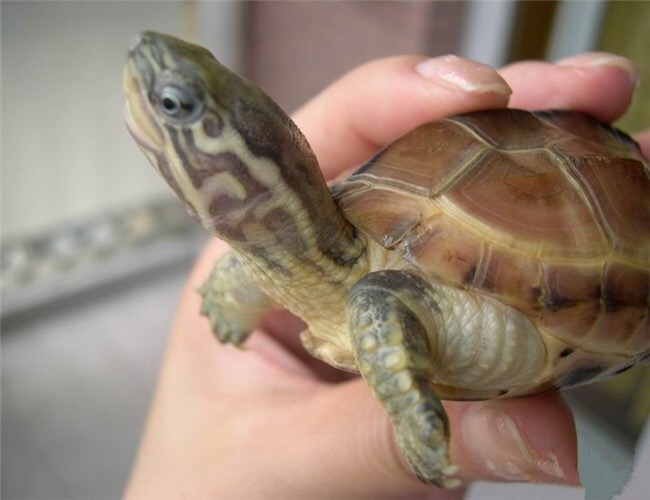 养龟半年感悟,养龟的经验和感悟