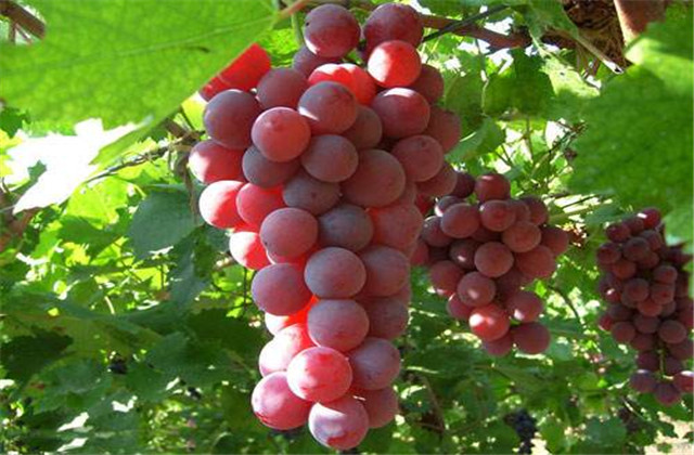 贵妃玫瑰葡萄介绍,贵妃玫瑰葡萄管理技术