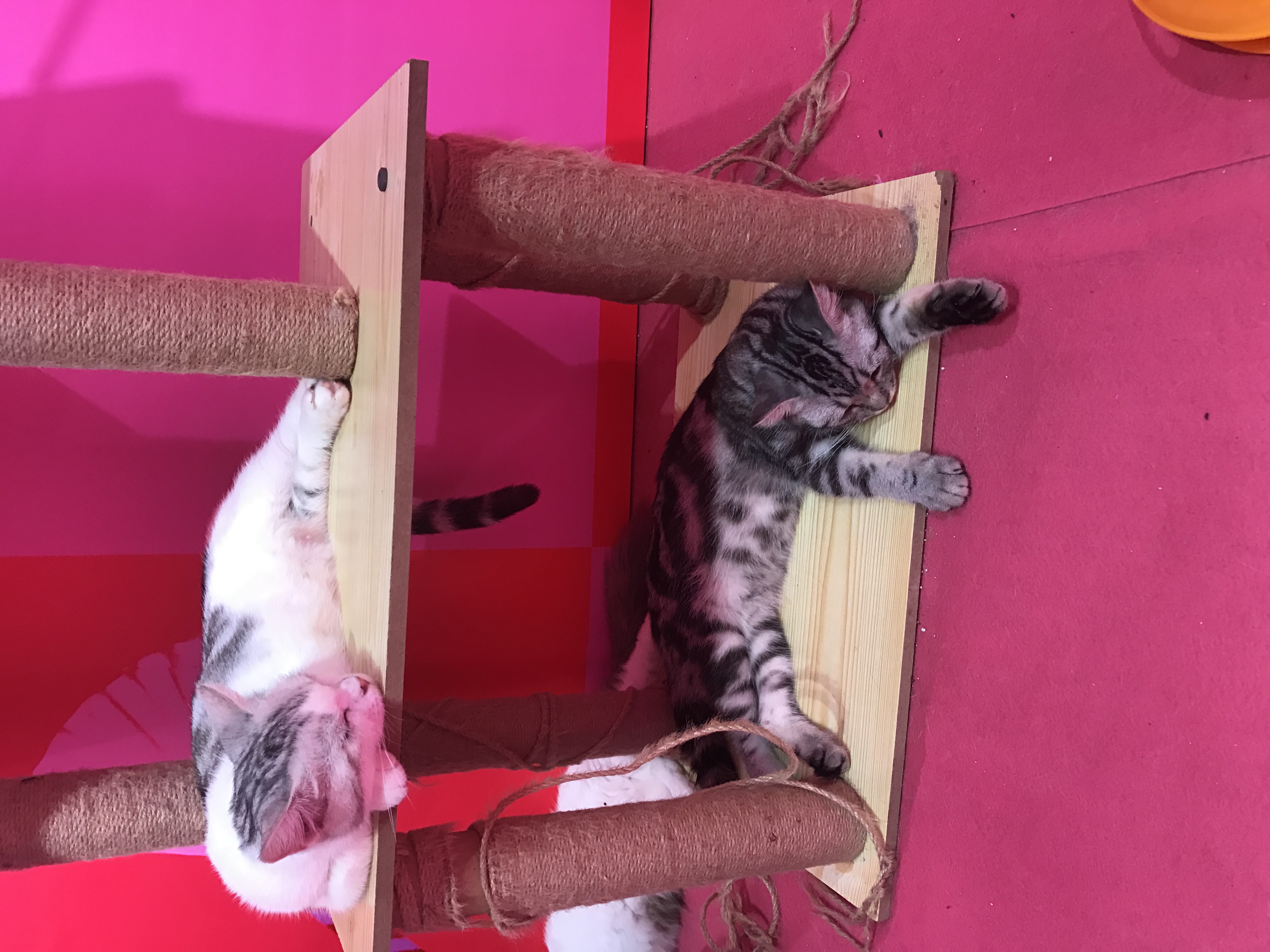 周末释放压力的好去处,深圳减压馆排行第一