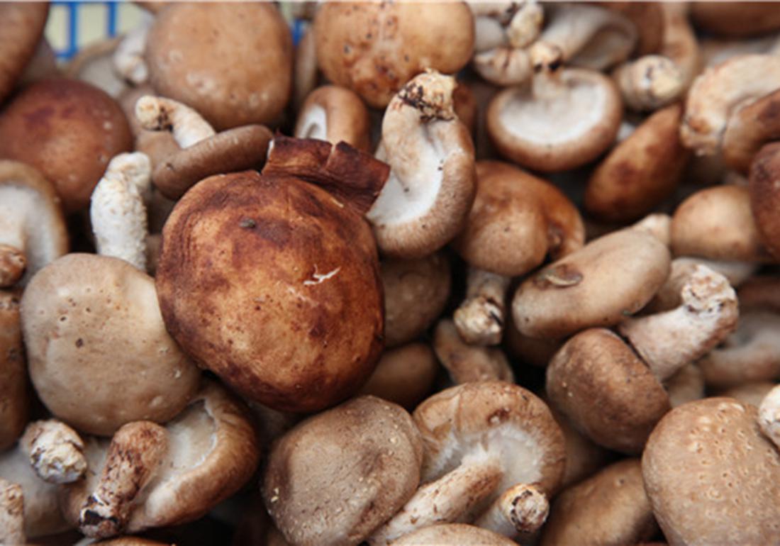 香菇种植怎么预防霉菌,香菇杂菌防治小妙招