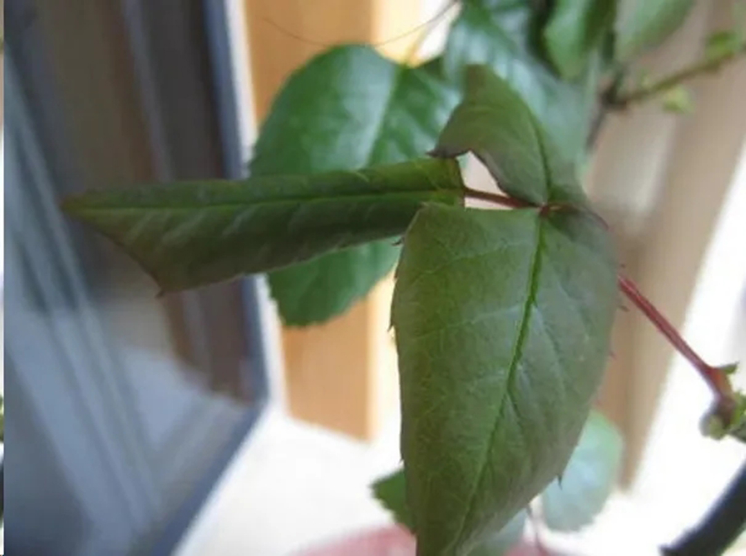 月季叶子焦卷变脆怎么办,月季叶子向下微卷摸着有点焦