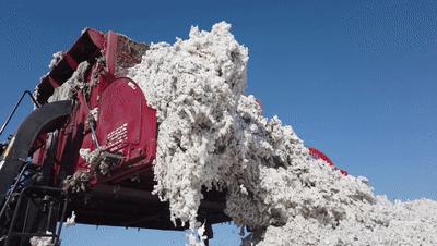 当前棉价走势分析,棉价全疆狂跌还有6元棉价吗