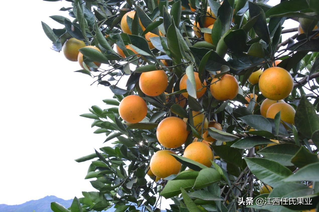 国内哪些牌子的橙比较甜,中国最有名的橙