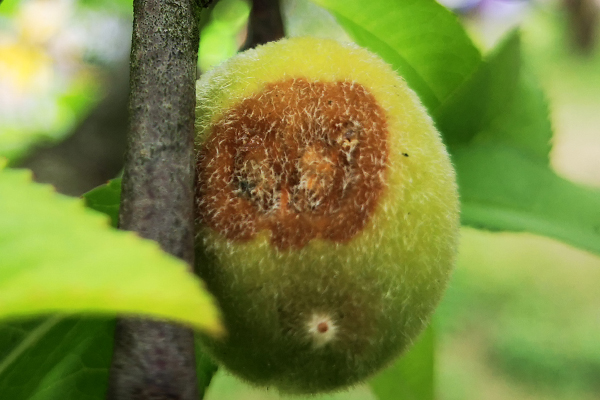 猕猴桃褐腐病防治技巧,如何防治早熟桃僵果现象