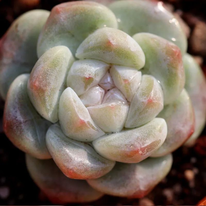 有暗纹的多肉有哪些,暗纹系多肉有哪些