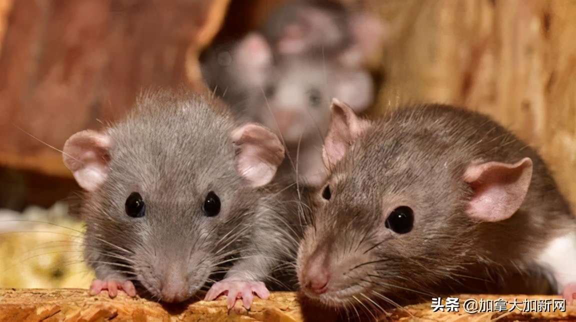 南美洲最近新型病毒,新冠疫情南美死亡多少人