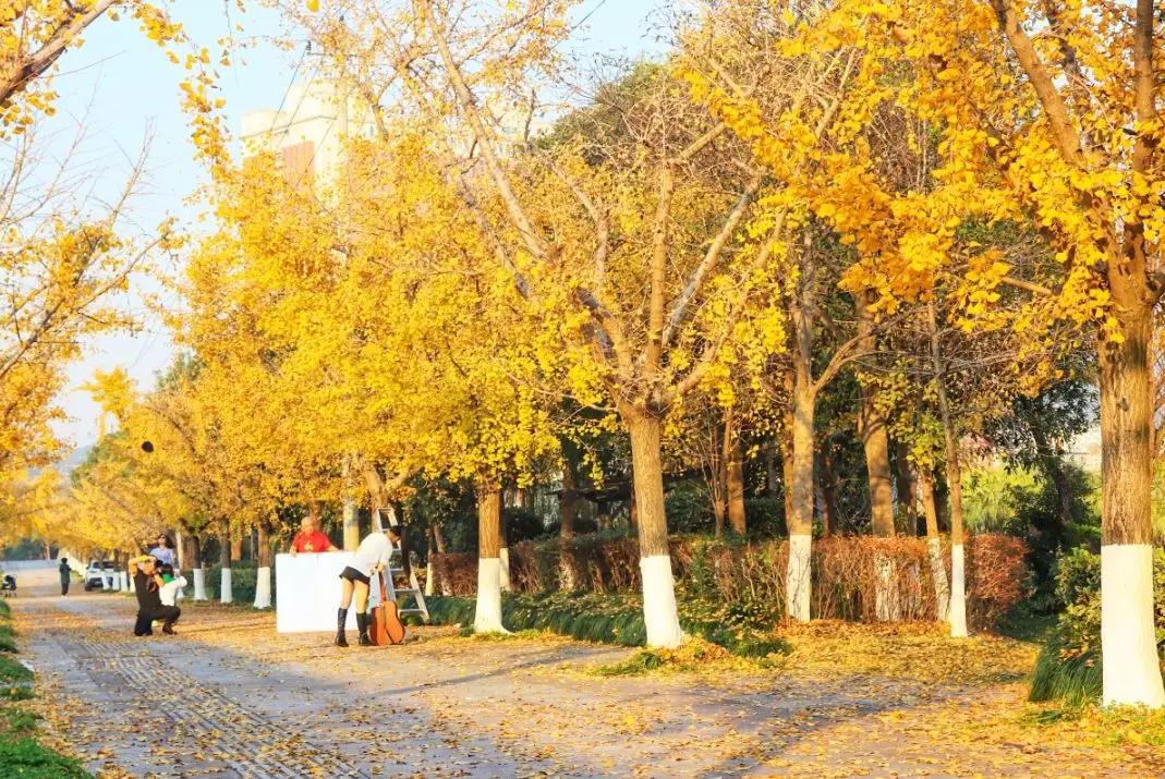 温州茶山大学城的银杏林变黄了，相约一起拍美照吧