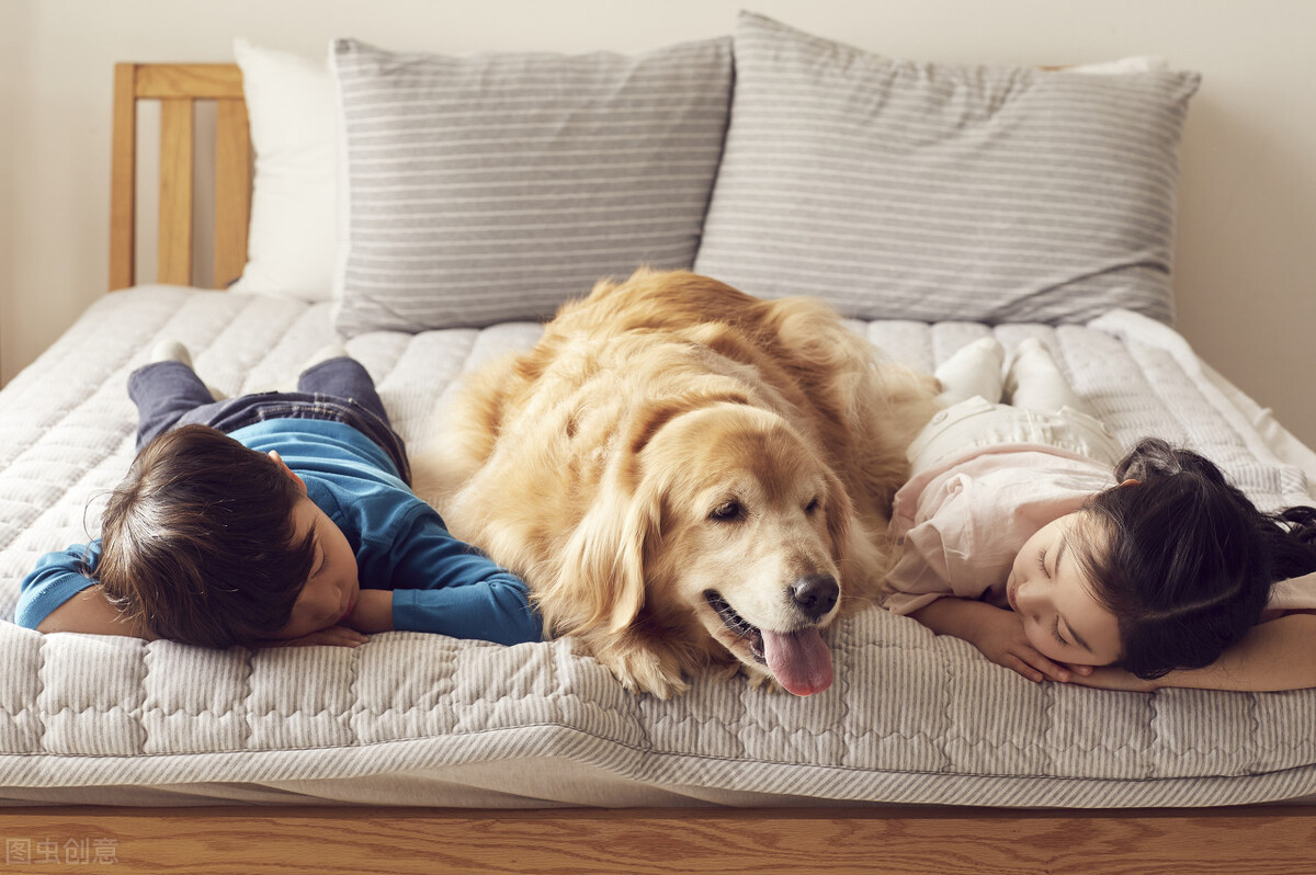 养狗的心得和感言,养狗的心酸记