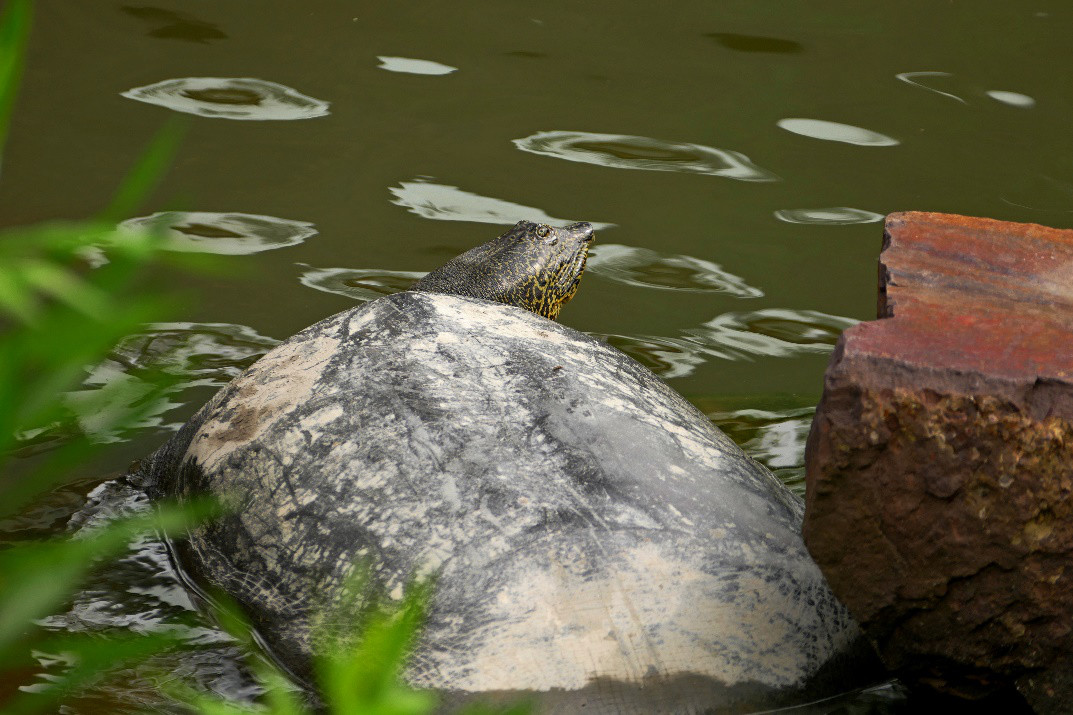 家庭小甲鱼养殖新手入门,家庭养小甲鱼视频教程