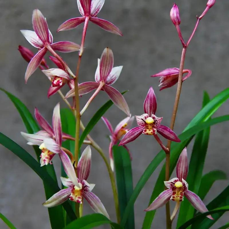 秋季兰花怎么养才能旺盛容易开花,兰花春不出夏不晒秋不干什么原因