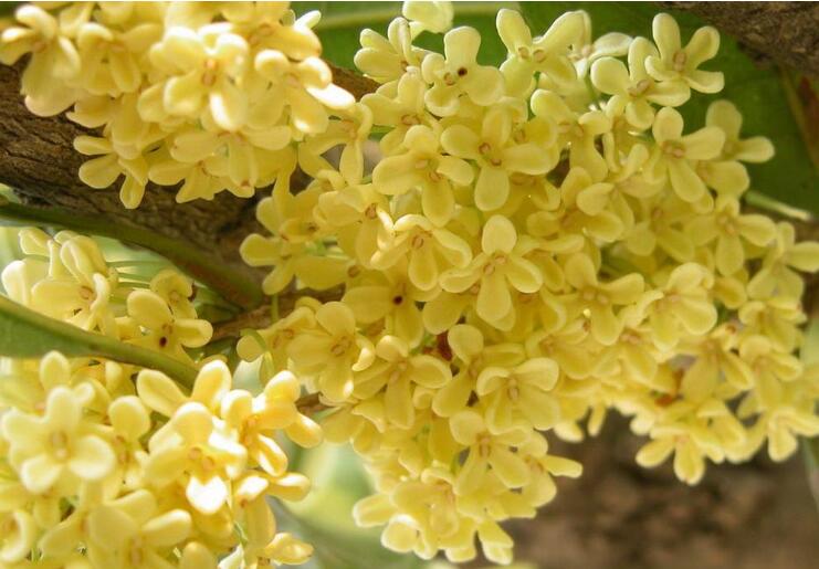 哪种花可以提取香精,一共有多少种花可以提炼香精