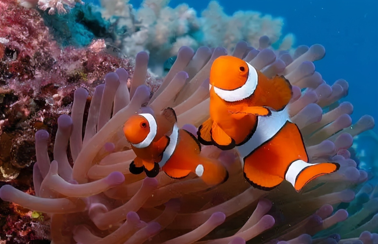 海精灵鱼友快问快答，这些你都知道吗？