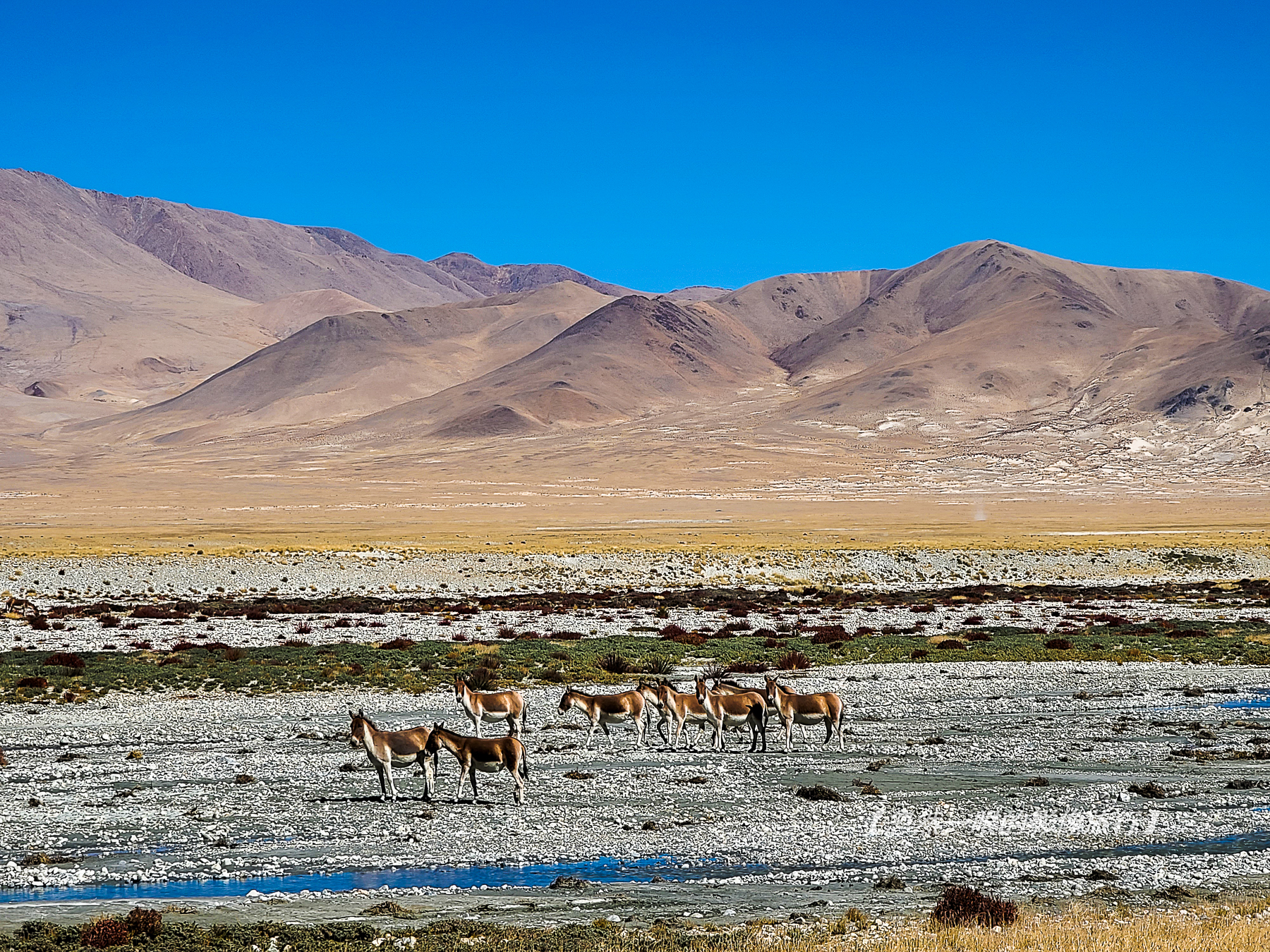阿里无人区野狼出没,阿里无人区狐狸
