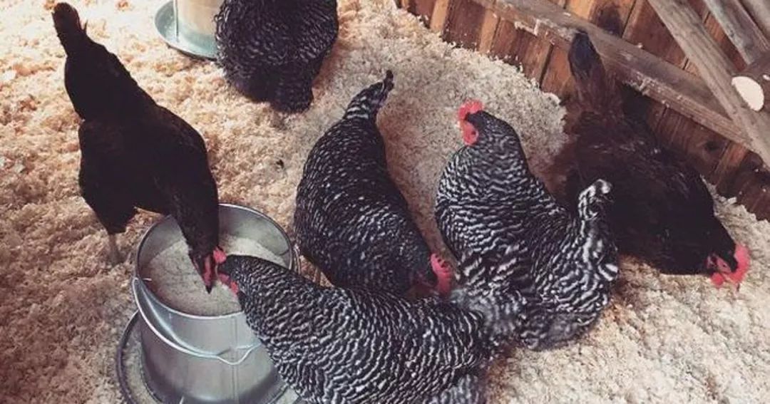 抖森三年没换鞋？LadyGaga豪宅养鸡？为了省钱简直丧心病狂......