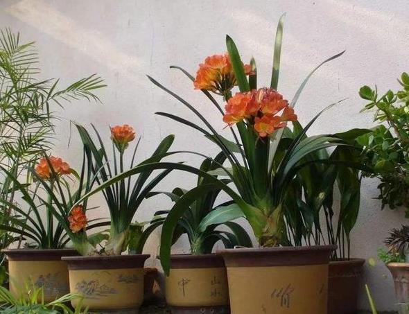 养花不换盆怎么改善土质,养花的土怎么才能改善酸性土壤