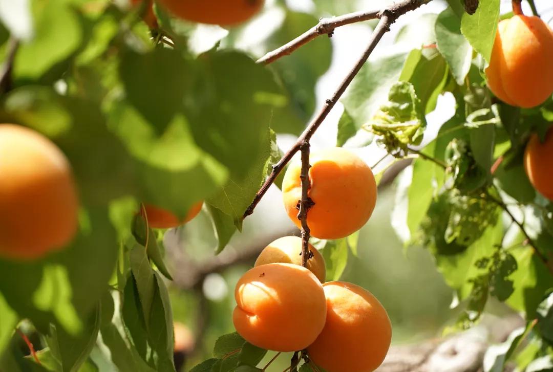 邢台巨鹿红杏迎丰收,巨鹿春意