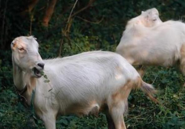 羊不吃草料什么原因怎么治疗,羊羊不吃草