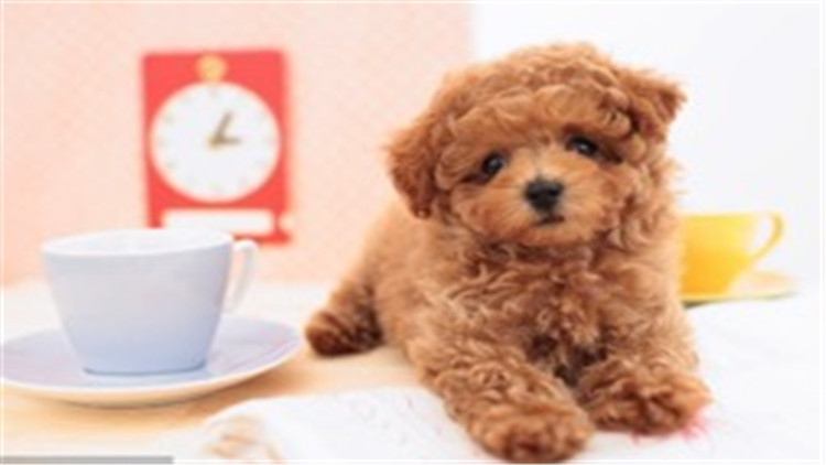 贵宾犬与巨贵犬智商的区别,贵宾犬的智商