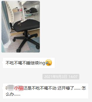 自从接了一只猫回家,突然养猫了很焦虑