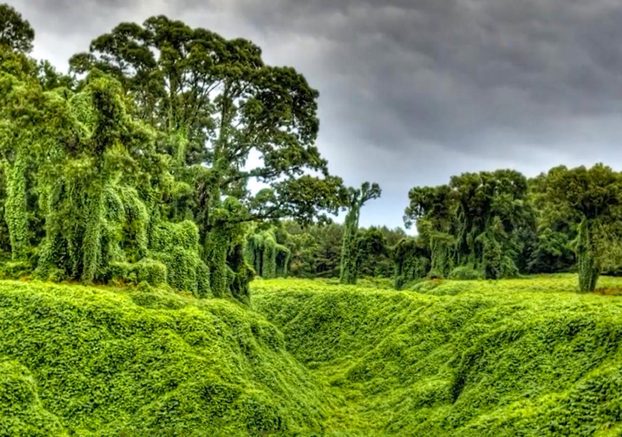 葛根在哪些国家泛滥成灾,在美国泛滥成灾的葛根