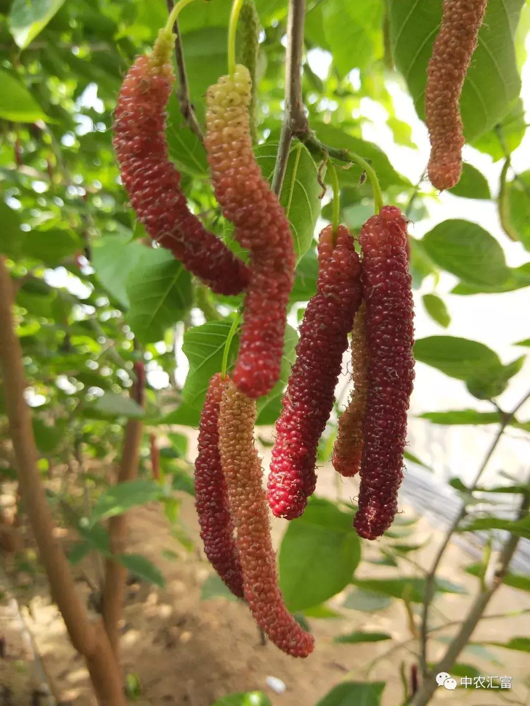 果桑之王——超级长果桑项目