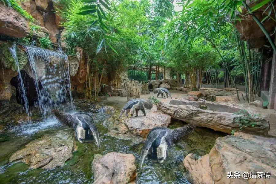 童话动物王国卡组,童话动物王国