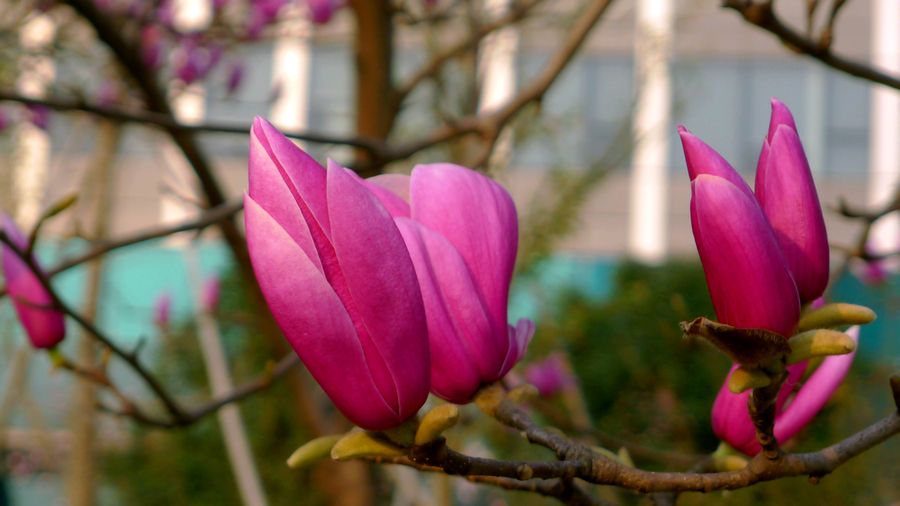 对玉兰花的赞美,我最喜欢的玉兰花