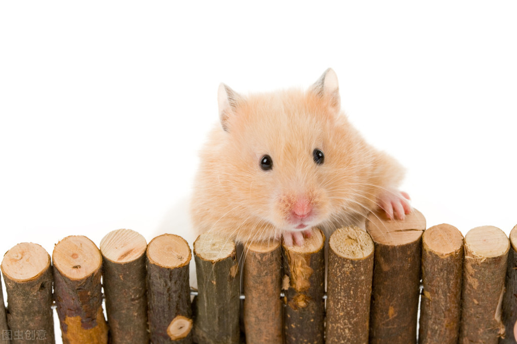 养鼠经验:仓鼠拉软便会自愈吗