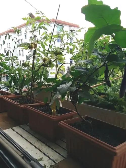 茄子病虫害早期症状,盆栽茄子落花落果什么原因