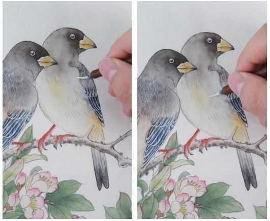 蜡嘴雀工笔画,蜡嘴鸟画画教程