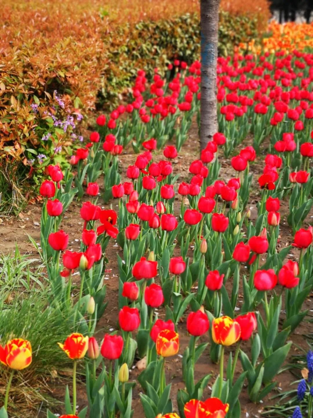 开封文化公园游玩攻略,开封森林公园有几处景点