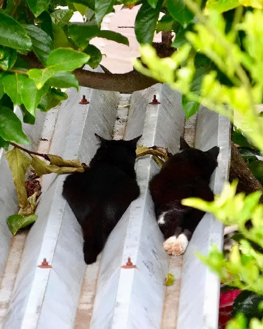 众所周知的猫咪,猫咪是液体也是固体