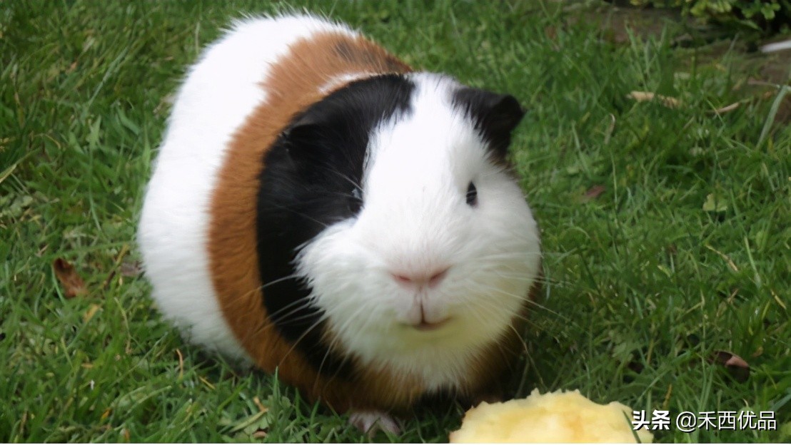 豚鼠的喂养方法,喂养豚鼠