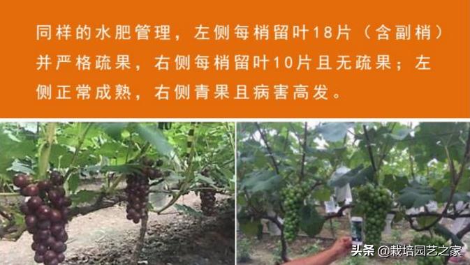 葡萄上色哪种最好,葡萄需要上色的有哪些品种