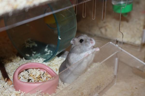 惠州大亚湾黄金海岸有岛吗,惠州金海湾海边在哪里