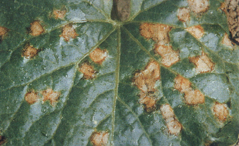 甜瓜细菌性果斑病怎么治疗,甜瓜细菌性叶斑病症状