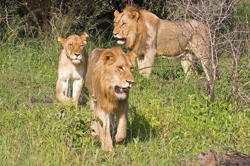 人类为什么要受到法律的约束,人类为什么让动物买单