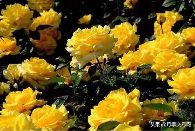 黄金庆典和果汁阳台月季哪个好,10种最经典的切花月季品种