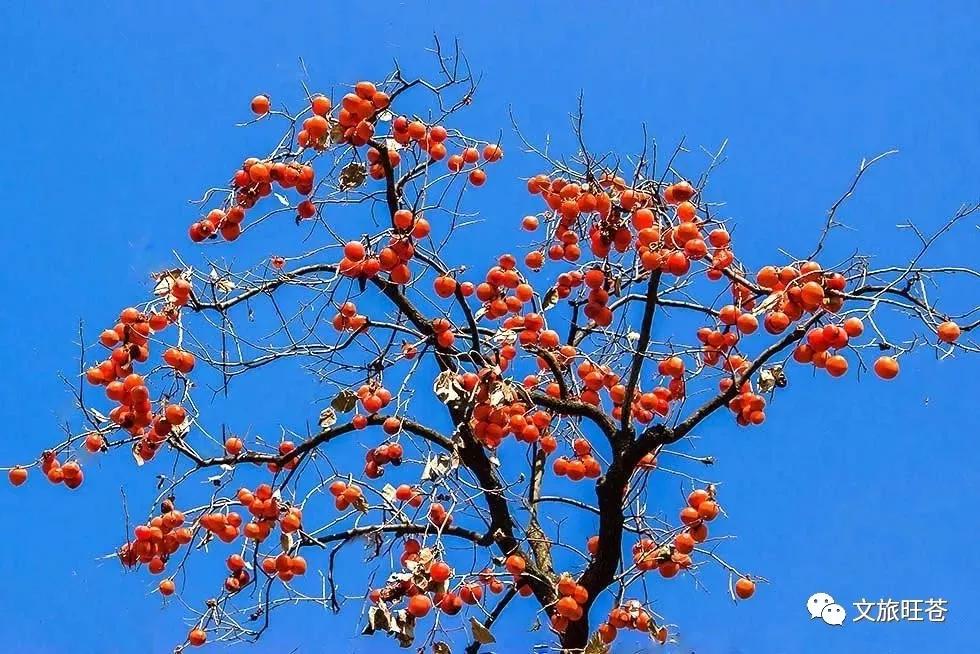 如果你累了就来这座小城吧,如果你累了就来云南吧完整版