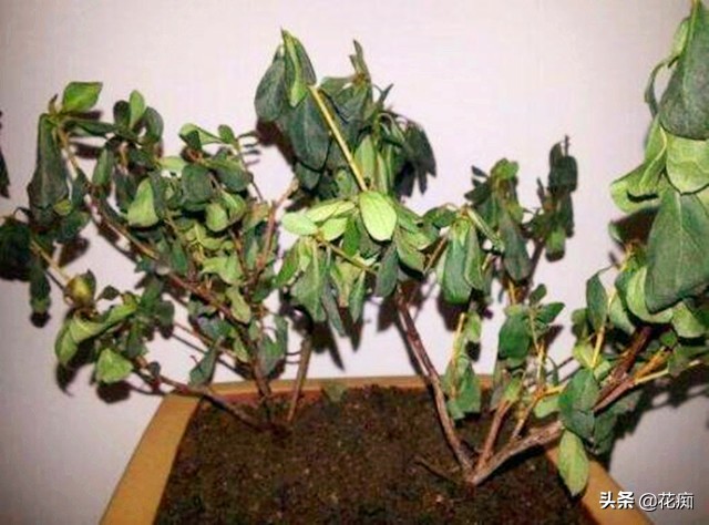 杜鹃花出现干枝什么原因,杜鹃花干枝是怎么回事