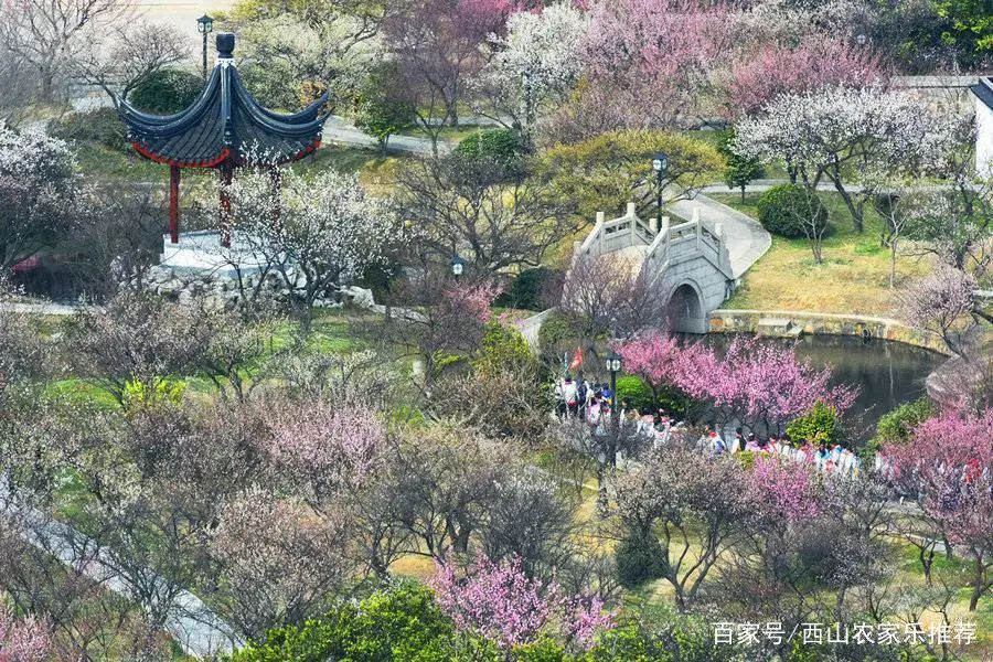 苏州西山网红打卡地樱花,苏州西山风景区有什么好玩的地方